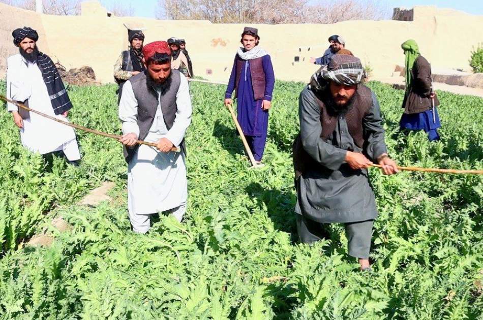 تخریب و پاک سازی صدها جریب مزارع کوکنار توسط طالبان
